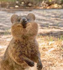 Quokka Google Search Cute Animals Funny Animal Pictures Happy Animals