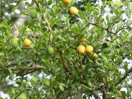 Image result for Balanites pedicellaris