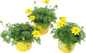 Image result for foto Dvouzubec