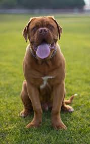 Www.denvindoguedebordeaux.com its been years since last litter. 14 Reasons Why A Dogue De Bordeaux Is The Best Companion For You