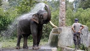 Ubjek predikat pemuda itu bekerja keras untuk menyara keluarganya ayat lengkap: Surat Al Fil Arab Latin Dan Maknanya