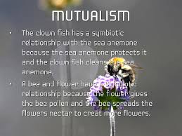 Meaning that while flowers are benefiting from being pollinated, bees are also receiving benefits in return. Symbiosis By Tate Meaux
