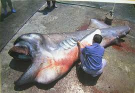Strange Sea Creatures Discovered Weird Deep Sea Creatures 60 Images The Truth Behind The Scenes Weird Sea Creatures Deep Sea Creatures Weird Animals