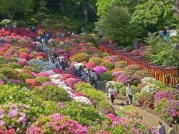 Bunkyo Azalea Festival Tsutsuji Maturi 2019 Japan Travel Guide Jw Web Magazine Azaleas Garden Azalea Festival Azaleas