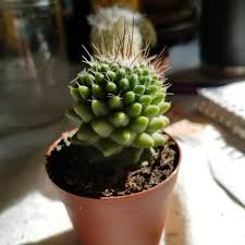 Mammillaria polythele is a cactus in the genus mammillaria, native to mexico. Mammillaria Polythele Toluca Syn Mammillaria Vagaspina Var Toluca Mammillaria Toluca Uploaded By Abrean
