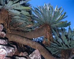 Image result for Conostomium zoutpansbergense