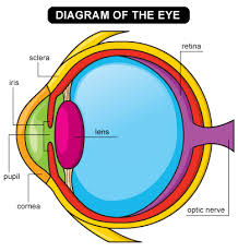 glasses and contact lenses for kids nemours kidshealth