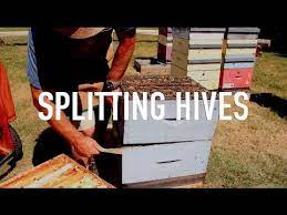 Splitting Hives Hives Backyard Bee Bee Keeping