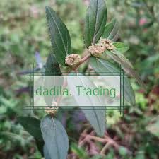 We did not find results for: Pokok Susu Nabi Pokok Susu Kambing Ara Tanah Shopee Malaysia