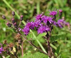 Image result for Vernonia melleri