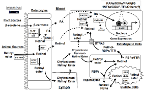 Schematic Representation Of Vitamin A Va Digestion