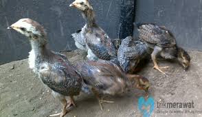 Ayam jenis ini bisa menjadi yang termahal jika sering meraih kemenangan. Teknik Dan Cara Budidaya Ayam Birma Yang Benar Trikmerawat Com