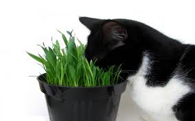 We did not find results for: Why Do Cats Love Catnip Wonderopolis
