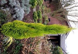 Image result for Cupressus macrocarpa