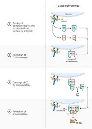 Image result for Complement Pathway