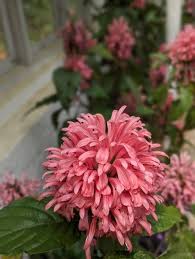 Image result for Justicia carnea