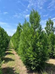 Image result for Cryptomeria