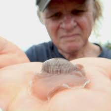 Rose Petal Bubble Snail