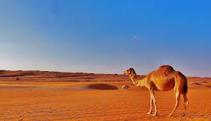 Dromeda would like to thank. Hintergrundbilder Landschaft Sand Himmel Wuste Urlaub Dune Sahara Olymp Steppe Oman Wild Piste Omd Em5 Ebene Minimalismus Okosystem Wadi Aeolische Landform Erg Kamel Wie Saugetier Arabisches Kamel Weihnachten Ecoregion