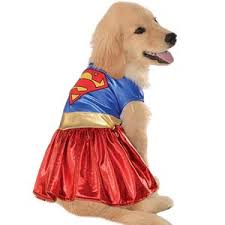 By melissa ellis 10 months ago. The 10 Best Halloween Costumes For Golden Retrievers In 2021 Pet Loves Best