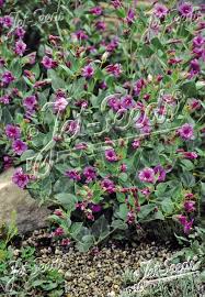 Image result for Mirabilis