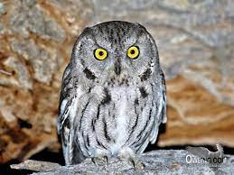 Western Screech Owl Biology Owling Com