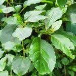 Image result for Phytolacca dodecandra