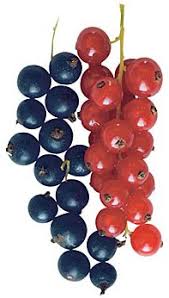Rust resistant varieties may be shipped to oh & mi. Currants