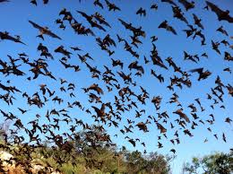 Bats free images, public domain images