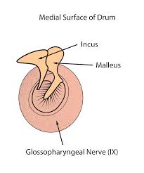 Image result for Otalgia