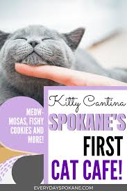 See 149 unbiased reviews of atticus coffee & gifts, rated 4.5 of 5 on tripadvisor and ranked #3 of 793 restaurants in spokane. Kitty Cantina Spokane S First Cat Cafe Updated For 2020 Cat Cafe Spokane Kitty