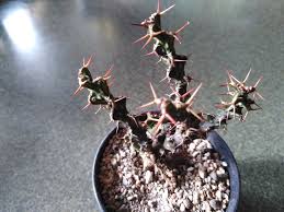 Image result for Euphorbia schinzii
