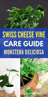 How To Grow And Care For Swiss Cheese Vine Plant In 2020 Monstera Monstera Deliciosa Plants