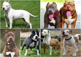 První cíl, který před námi stál, spočíval v získání kvalitních jedinců plemene americký pitbulteriér. Cho Pitbull Cho Yeu Thu CÆ°ng