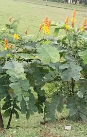 Image result for Senna alata