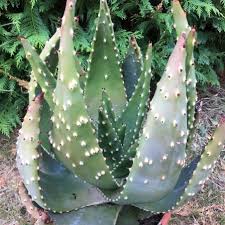 Image result for Aloe aculeata × excelsa