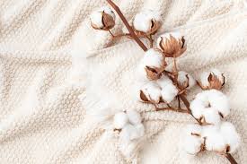 344,390 Cotton Flower Royalty-Free Photos and Stock Images | Shutterstock