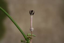 Image result for Ceropegia stenantha