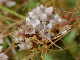 Image result for Cuscuta planiflora