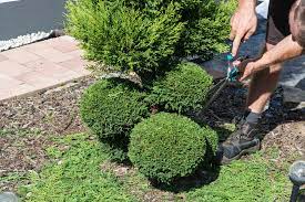Wann wird eine thuja geschnitten? Thuja In Form Schneiden So Machen Sie S Richtig Lebensbaum
