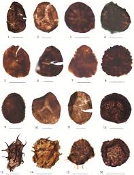 Image result for Brown 1961 Tappan