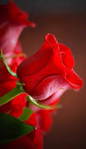 Pin By Irina Berezhkova On Rose Gul In 2020 Beautiful Rose Flowers Red Flowers Amazing Flowers