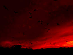 Colorful Birds Flying In The Sky Gif Https Encrypted Tbn0 Gstatic Com Images Q Tbn 3aand9gcti7cykzdpj3iqvaen9m0mx2vijromwkegnew Usqp Cau