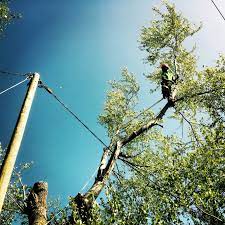 Emergency Call Out Today Poplar Had Serious Decay And Was Very Unstable Not Ideal When It Was Resting Against The Main Power S Arborist Picture Tree Pictures