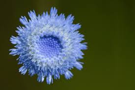 Image result for Crassocephalum rubens