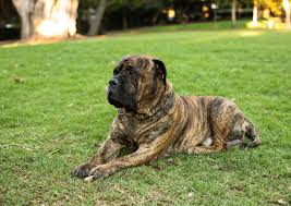 Why buy a bullmastiff puppy for sale if you can adopt and save a life? Bullmastiff Breed Facts And Information Petcoach
