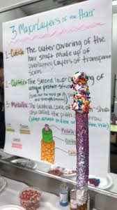 3 Major Layers Of The Hair Activity I Used The Pretzel Stick As The Medulla The White Melted Chocolate School Activities Hair Projects Lessons Activities
