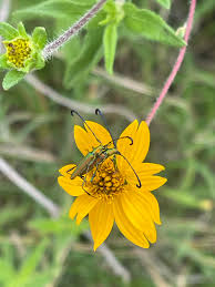 Image result for Aspilia kotschyi