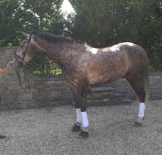 If You Are Looking For An Irish Sport Horse This 17 2hh Five Year Old Grey Gelding Is Currently Priced At 7 500 And Coul Irish Sport Horse Sport Horse Horses