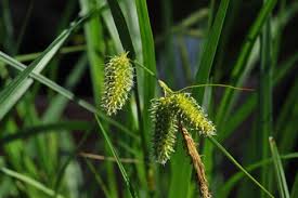 Image result for Carex conferta